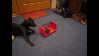 Alex Patterdale Terrier And A Rat