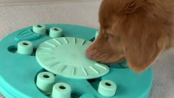 Nina Ottosson Dog Treat Maze Interactive Dog Toy – Dr. Judy Morgan's  Naturally Healthy Pets