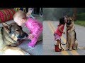 Funny and Cute German Shepherd Puppies Compilation #2 - Cutest GSD