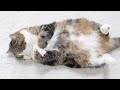 床に散らかった大きな猫をコンパクトに収納する方法。-How to store a big cat lying on the floor compactly.-