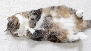 床に散らかった大きな猫をコンパクトに収納する方法。-How to store a big cat lying on the floor compactly.-