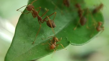 Weaver Ants, Nature