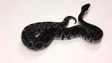 Morphs 101 - Advent Day 8 (Black Axanthic)