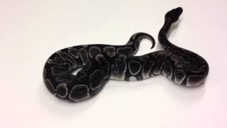 Famous Morphs 101 - Advent Day 8 (Black Axanthic) Wealth