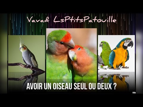 Vidéo: Obtenir Un Deuxième Oiseau : Ce Que Vous Devez Savoir