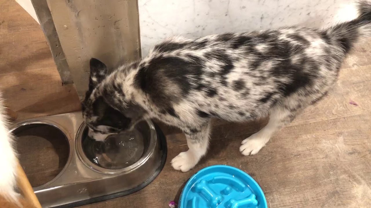 Broley Blue drinks water at Logan Paul’s house YouTube