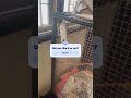 Cocktail singing, ￼