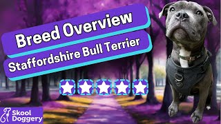 Staffordshire Bull Terrier (Staffies)  Breed Overview