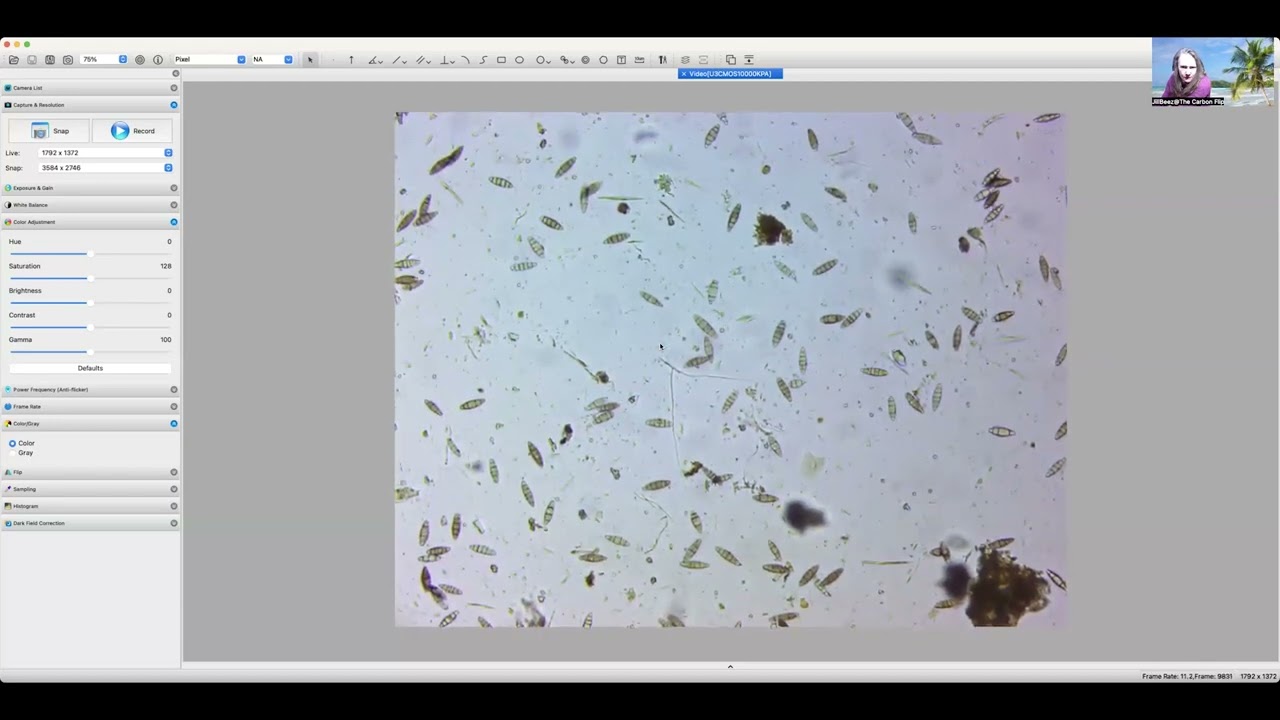 Fungus feeding on Wool in worm bins 