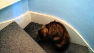 Siberian kitten chases tail by Melanie Ratha 188 views 9 years ago 1 minute, 58 seconds