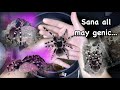 "Sana all may genic 🙏" (A genic rehousing and husbandry)