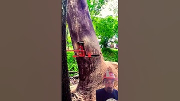 I LEARNED IT ON YOUTUBE🤣 #TreeWork #Logger #FailVideo #Chainsaw #Stupidity #Mistake #Shorts #Sheriff