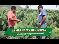 Nopal. El oro verde de México