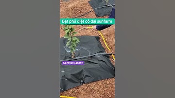 Bạt phủ diệt cỏ dại sunfarm #batphucodai #batphuco #batchongcodai #sunfarm