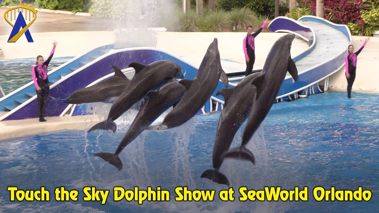 Touch the Sky Dolphin Show at SeaWorld Orlando YouTube