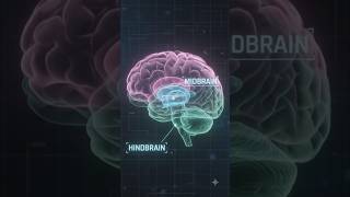 🧠 Human Brain in 60 Seconds | Forebrain, Midbrain & Hindbrain Explained | MPSC UPSC NEET