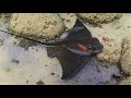 Raya Ratón o Águila  (Myliobatis Águila), en el Mar de Canarias.