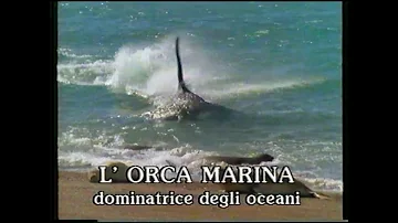 Come sono i denti dell'orca?