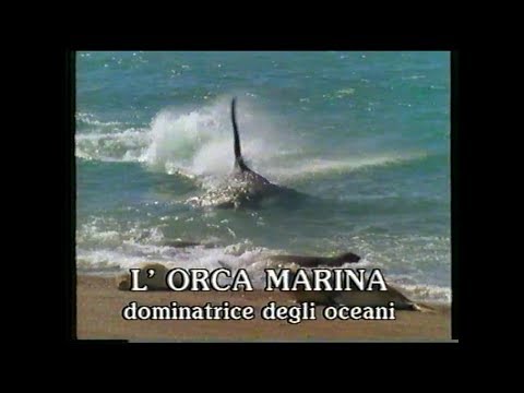 Video: Le Orche Assassine Migrano, Secondo Uno Studio, Ma Perché?