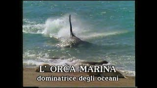 L’orca marina: dominatrice degli oceani