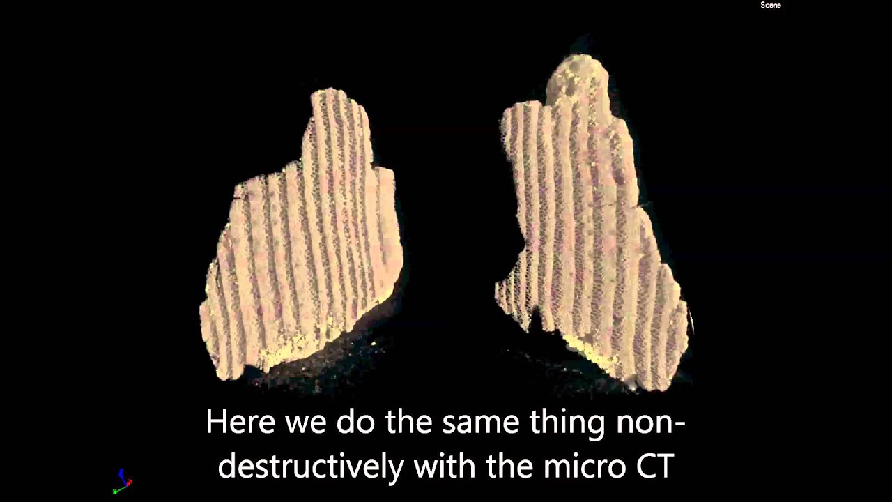 MicroCT Study of Charred Plant Remains