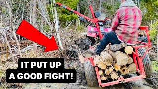 Uprooting, Relocating & Replanting a Tree (& Breaking the Winch on the Log Trailer 😲) by MacCustoms 183 views 1 month ago 11 minutes, 39 seconds