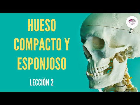 LECCIÓN 2.  HUESO COMPACTO Y HUESO ESPONJOSO