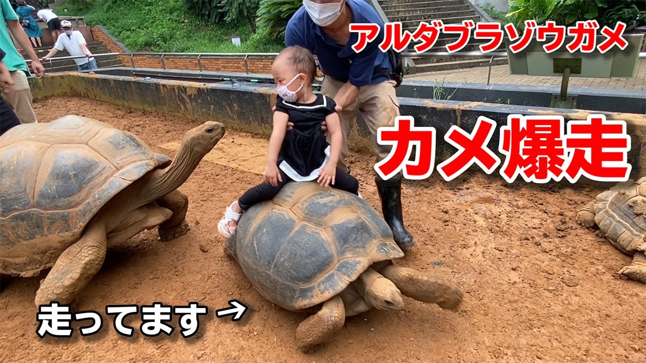 ゾウガメが子どもを背中に乗っけた結果！ - YouTube