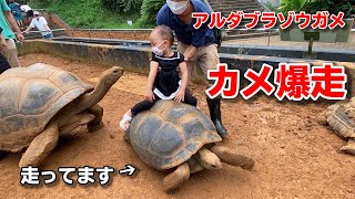 ゾウガメが子どもを背中に乗っけた結果！
