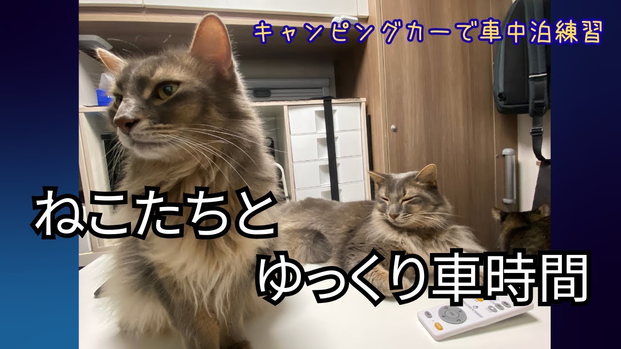 4匹のねこ、キャンピングカーに慣れていく日々｜車旅の準備