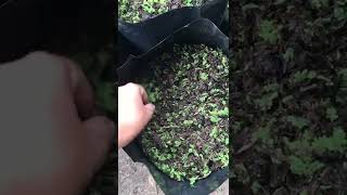 Soil formula for growing vegetables from red duckweed