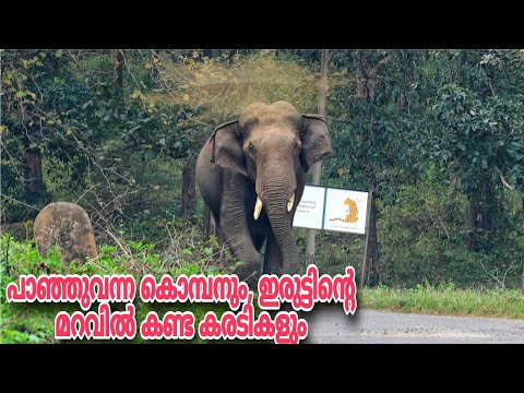 കാട്ടുകൊമ്പൻ പാഞ്ഞടുത്തു ഞങ്ങളുടെ നേരെ, ഇരുട്ടിൻ്റെ മറവിൽ കണ്ട കരടികളും| Parambikulam Tiger Reserve