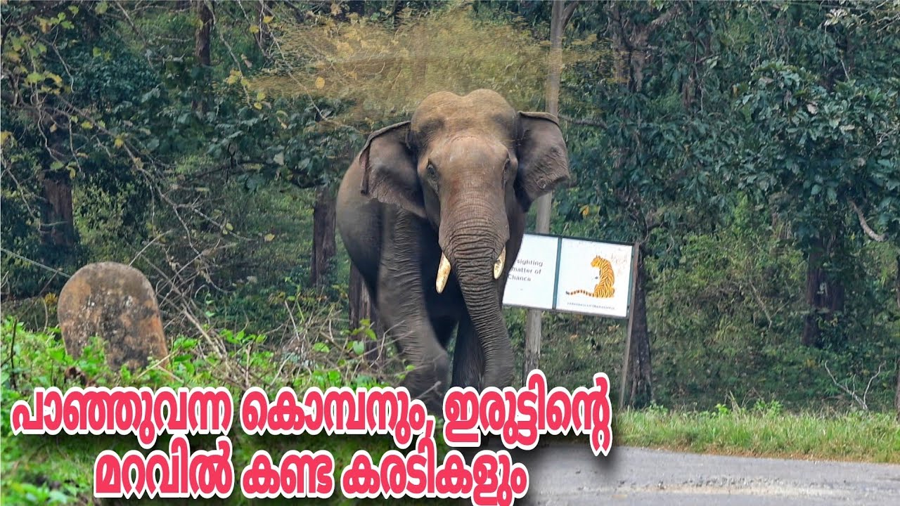 കാട്ടുകൊമ്പൻ പാഞ്ഞടുത്തു ഞങ്ങളുടെ നേരെ, ഇരുട്ടിൻ്റെ മറവിൽ കണ്ട കരടികളും| Parambikulam Tiger Reserve 