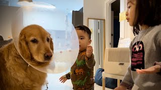 우리 가족 보리 돌보기 | 종괴 제거 수술