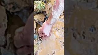 Local natokko new update video/Nangrimani tvtv 