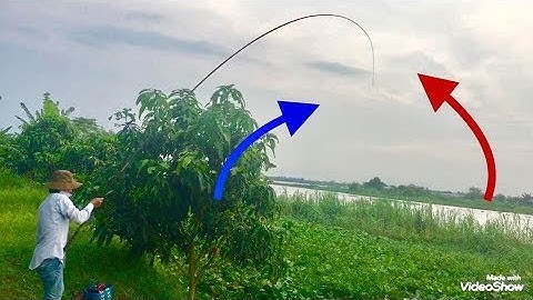 CÂU CÁ CHÉP SÔNG TỐC ĐỘ 1’30 GIÂY, CÂU NGAY Ổ CÁ //Go fishing "Carp" in river .