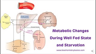 Metabolic Changes During Fed State and Starvation || Metabolism in Starvation