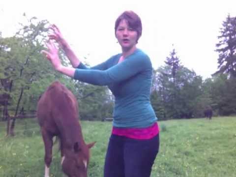 Ask your horse to move away at liberty Ask your horse to move away at liberty