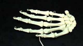 Unlocking the Secrets of the Hand Bones! ✋🦴 #Anatomy