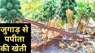 जुगाड से पपीते की खेती करना हुआ आसान | Desi indian jugaad Technology |देसी जुगाड़