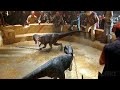 El mercado negro de los dinosaurios  jurassic world dominio  clip en espaol