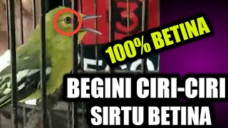 100% AKURAT!! CIRI-CIRI BURUNG SIRTU BETINA (Common Iora)