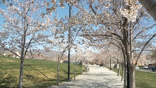 Cherry blossoms bloom at Utah State Capitol State Flower Of Utah