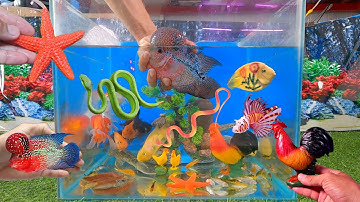 Tổng hợp các video cá cảnh đẹp, động vật dễ thương, cá la hán short, cá ba đuôi, cá sấu, con gà