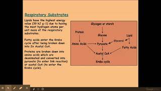 5.2.2. Respiration j) Respiratory substrates k) Respiratory quotients (RQ)