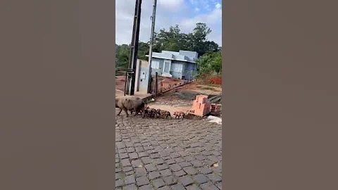 Piglet Litter Trots Alongside Sow || ViralHog