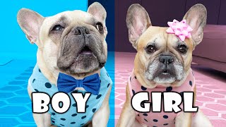 Dogs Do BEST Gender Reveal *WITH A FUNNY TWIST*