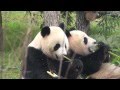 Les pandas gants huan huan et yuan zi font le show pour la premire au zooparc de beauval