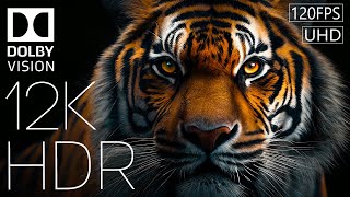 Colors Of Nature | Wildlife (Dolby Vision™) Hdr 12K 120Fps