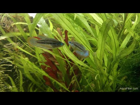 Гурами карликовый искрящийся ( Sparkling gourami trichopsis pumilos)